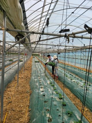 이혜인님의 금쪽같은 내 작물 자랑하기 · 참여 작성글 사진