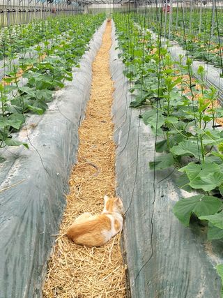 이혜인님의 금쪽같은 내 작물 자랑하기 · 참여 작성글 사진