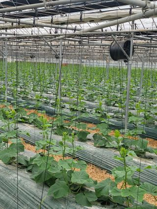 이혜인님의 금쪽같은 내 작물 자랑하기 · 참여 작성글 사진