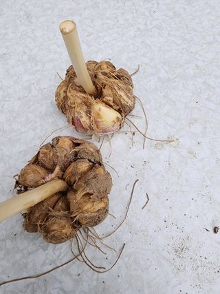 호젓히 먼길님의 마늘 · 병해충상담 작성글 사진