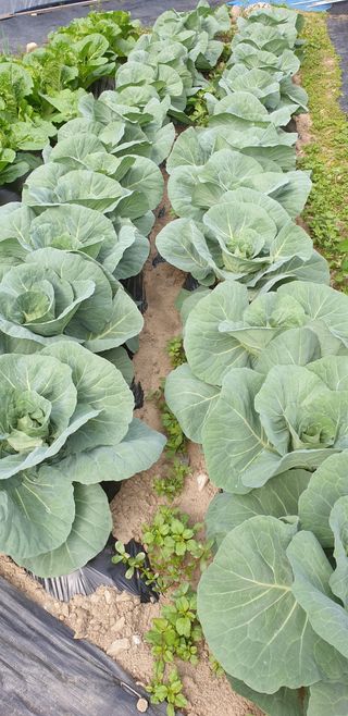 박춘식님의 자유주제 · 자유게시판 작성글 사진