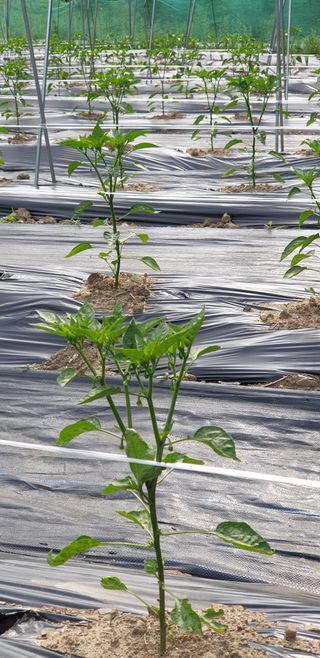 박춘식님의 자유주제 · 자유게시판 작성글 사진