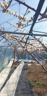 팜모닝 자두·병해충상담 게시글 이미지