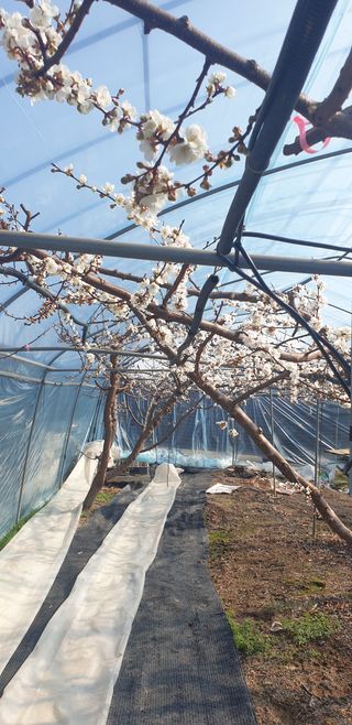 김은경님의 자두 · 병해충상담 작성글 사진