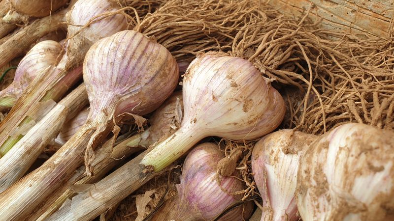 장터 상품 [유황육쪽마늘(토종) 예약주문] 썸네일