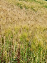 팜모닝 기타작물·자유게시판 게시글 이미지