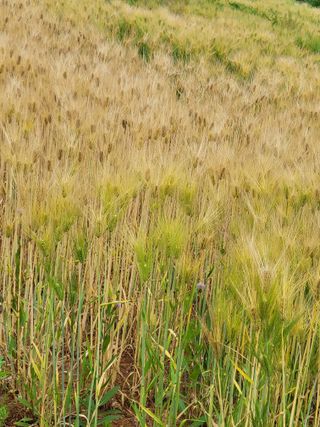 장미부인님의 기타작물 · 자유게시판 작성글 사진