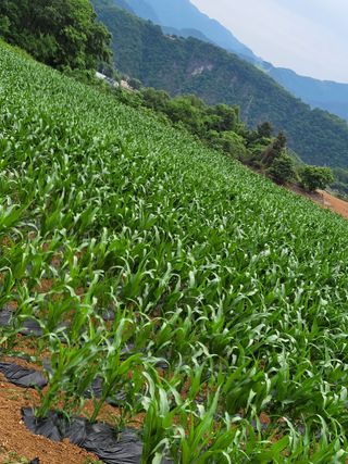 장미부인님의 기타작물 · 자유게시판 작성글 사진