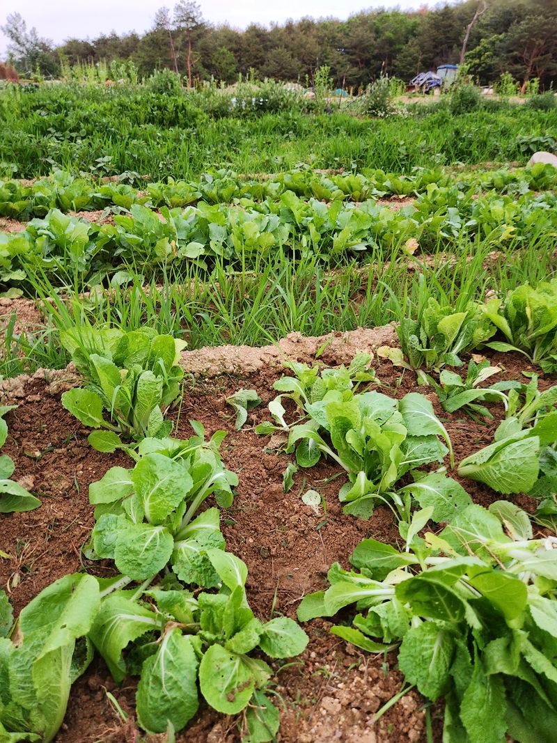 장터 상품 [무농약 열무 배추] 썸네일