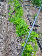 팜모닝 금쪽같은 내 작물 자랑하기·참여 게시글 이미지