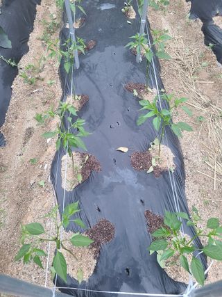 전재문님의 금쪽같은 내 작물 자랑하기 · 참여 작성글 사진