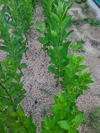 전재문님의 금쪽같은 내 작물 자랑하기 · 참여 작성글 사진