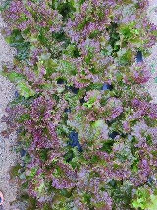 전재문님의 금쪽같은 내 작물 자랑하기 · 참여 작성글 사진