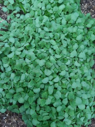 전재문님의 금쪽같은 내 작물 자랑하기 · 참여 작성글 사진