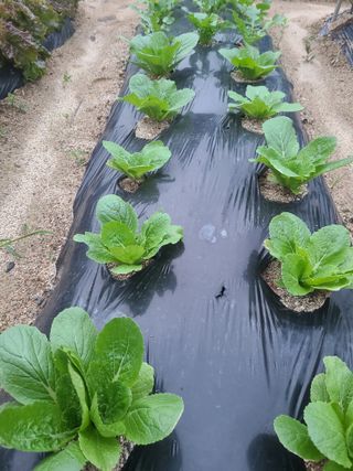 전재문님의 금쪽같은 내 작물 자랑하기 · 참여 작성글 사진