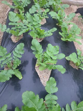 전재문님의 금쪽같은 내 작물 자랑하기 · 참여 작성글 사진