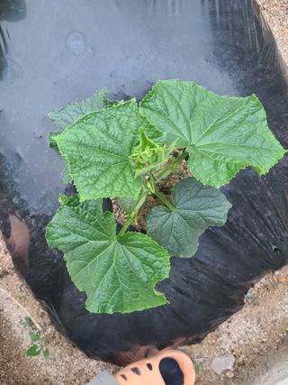 전재문님의 금쪽같은 내 작물 자랑하기 · 참여 작성글 사진