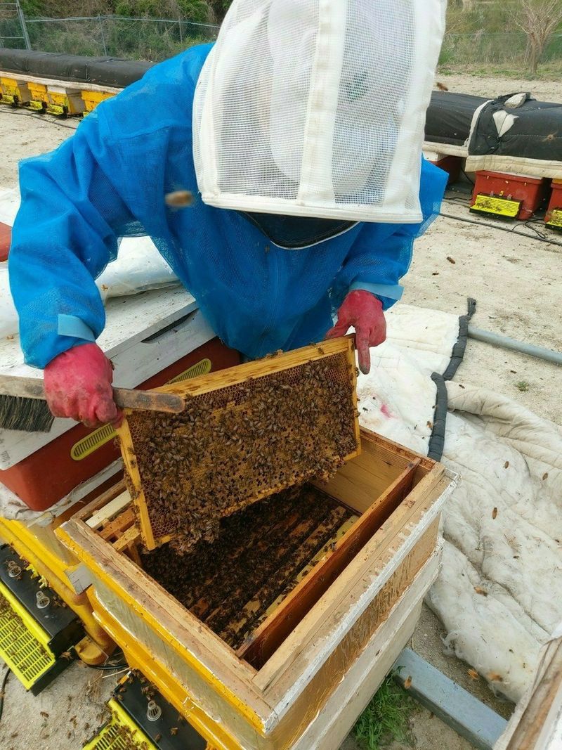 벌꿀농장♡권은주님의 장터 판매 상품 [초특가할인 100병 한정판매 2023년 햇벌꿀] 첨부 사진