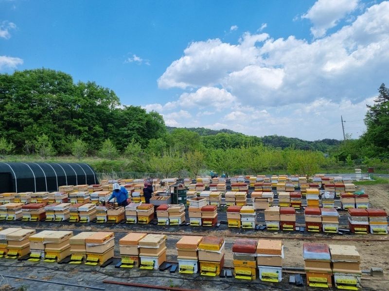 벌꿀농장♡권은주님의 장터 판매 상품 [초특가할인 100병 한정판매 2023년 햇벌꿀] 첨부 사진