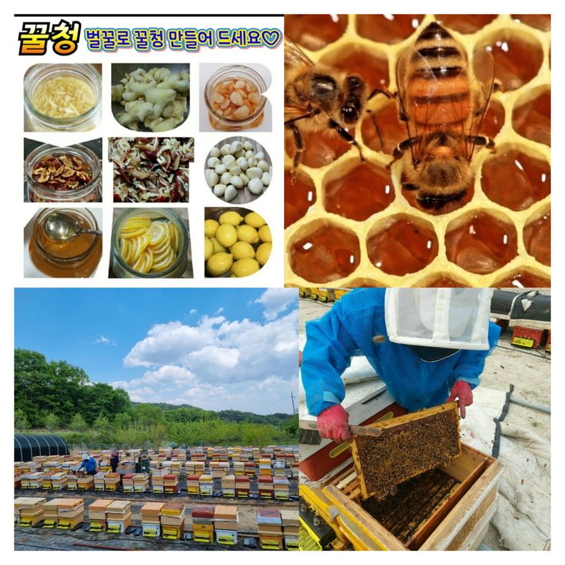 벌꿀농장♡권은주님의 장터 판매 상품 [초특가할인 100병 한정판매 2023년 햇벌꿀] 첨부 사진
