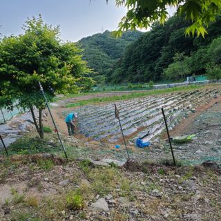 knlee님의 금쪽같은 내 작물 자랑하기·참여 작성글 사진