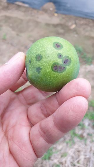 양파7240님의 자두 · 병해충상담 작성글 사진