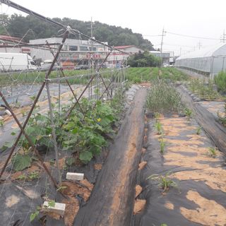 심인섭님의 금쪽같은 내 작물 자랑하기 · 참여 작성글 사진