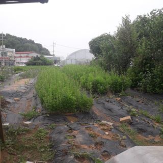 심인섭님의 금쪽같은 내 작물 자랑하기 · 참여 작성글 사진