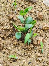 팜모닝 금쪽같은 내 작물 자랑하기·참여 게시글 이미지