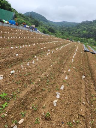 권춘화님의 금쪽같은 내 작물 자랑하기 · 참여 작성글 사진