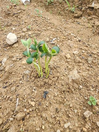 권춘화님의 금쪽같은 내 작물 자랑하기 · 참여 작성글 사진