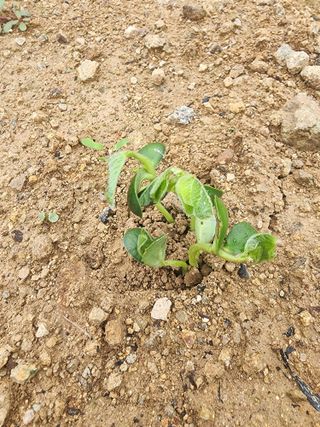 권춘화님의 금쪽같은 내 작물 자랑하기 · 참여 작성글 사진