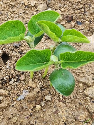 권춘화님의 금쪽같은 내 작물 자랑하기 · 참여 작성글 사진