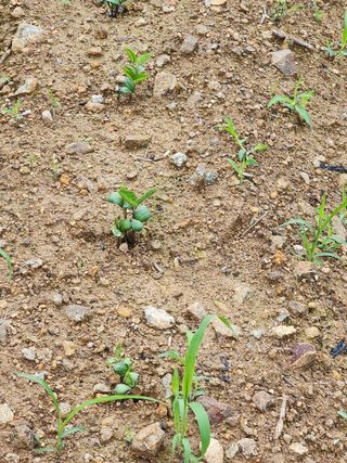 권춘화님의 금쪽같은 내 작물 자랑하기 · 참여 작성글 사진