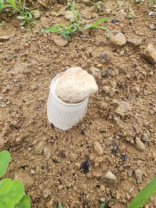 권춘화님의 금쪽같은 내 작물 자랑하기 · 참여 작성글 사진