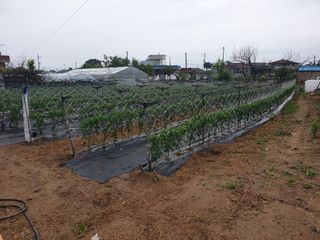 그림자님의 고추 · 품종•종자 작성글 사진