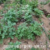 팜모닝 금쪽같은 내 작물 자랑하기·참여 게시글 이미지