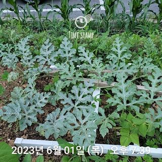 신승재님의 금쪽같은 내 작물 자랑하기 · 참여 작성글 사진