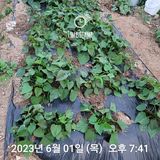 신승재님의 금쪽같은 내 작물 자랑하기·참여 작성글 사진