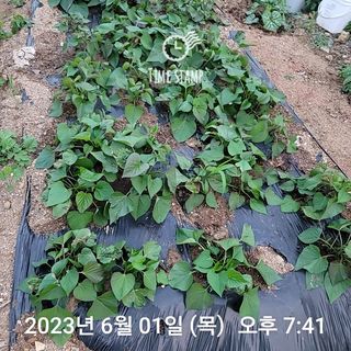 신승재님의 금쪽같은 내 작물 자랑하기 · 참여 작성글 사진