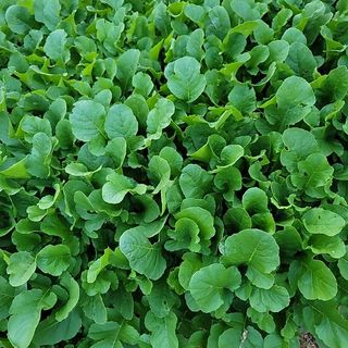 신승재님의 금쪽같은 내 작물 자랑하기 · 참여 작성글 사진