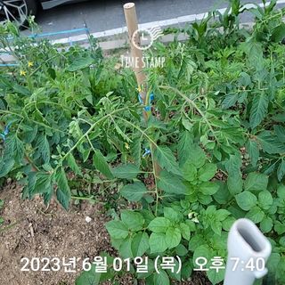 신승재님의 금쪽같은 내 작물 자랑하기 · 참여 작성글 사진