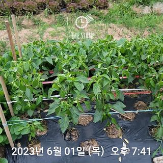 신승재님의 금쪽같은 내 작물 자랑하기 · 참여 작성글 사진