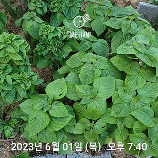 신승재님의 금쪽같은 내 작물 자랑하기 · 참여 작성글 사진