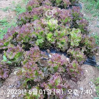 신승재님의 금쪽같은 내 작물 자랑하기 · 참여 작성글 사진