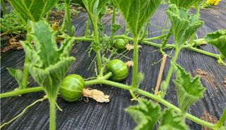그린톡톡 오계상님의 자유주제 · 자유게시판 작성글 사진