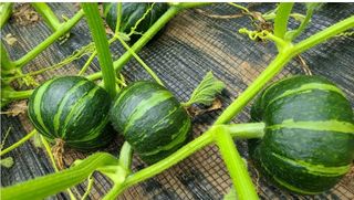 그린톡톡 오계상님의 자유주제 · 자유게시판 작성글 사진