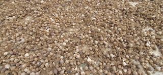 김종기님의 마늘 · 품종•종자 작성글 사진