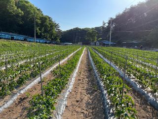 이재운님의 고추 · 비료•농약 작성글 사진