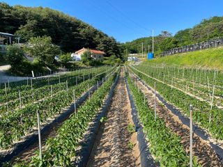 이재운님의 고추 · 비료•농약 작성글 사진